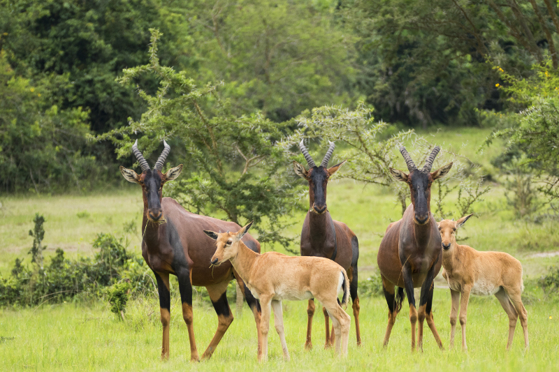13 Days Classic Uganda Wildlife Safari Adventure