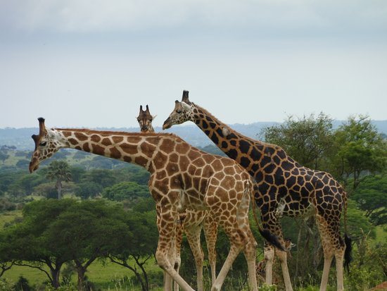 13 Days Classic Uganda Wildlife Safari Adventure