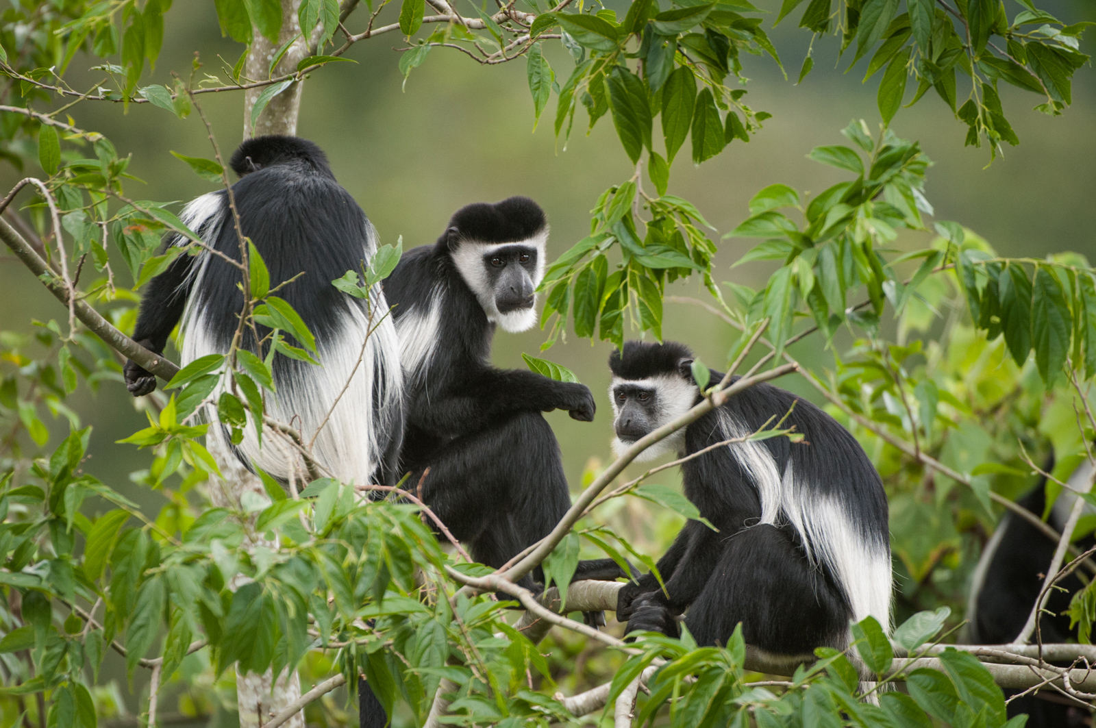 Uganda Wildlife Safaris