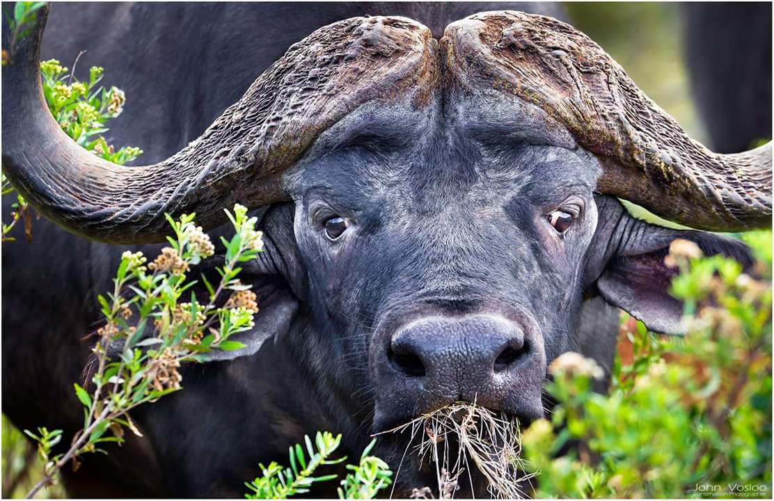 Uganda Wildlife Safaris cape buffalo