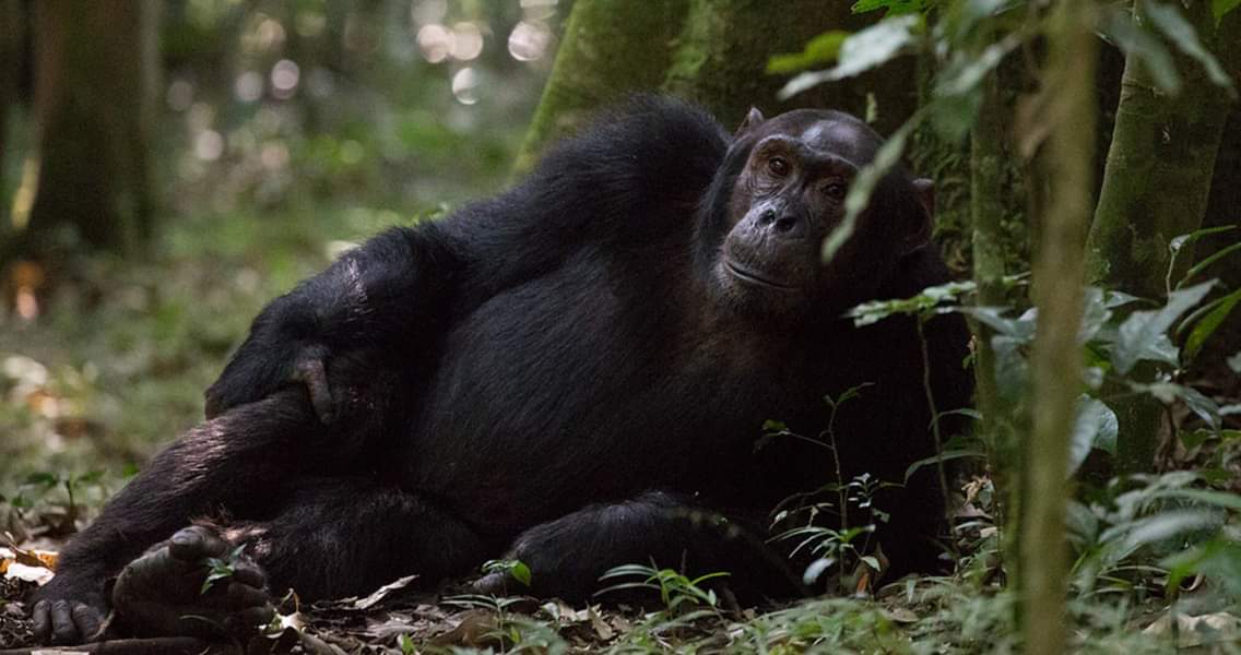 Ngamba Island Chimpanzee Sanctuary