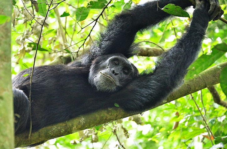 Chimpanzee Tracking & Wildlife Safari