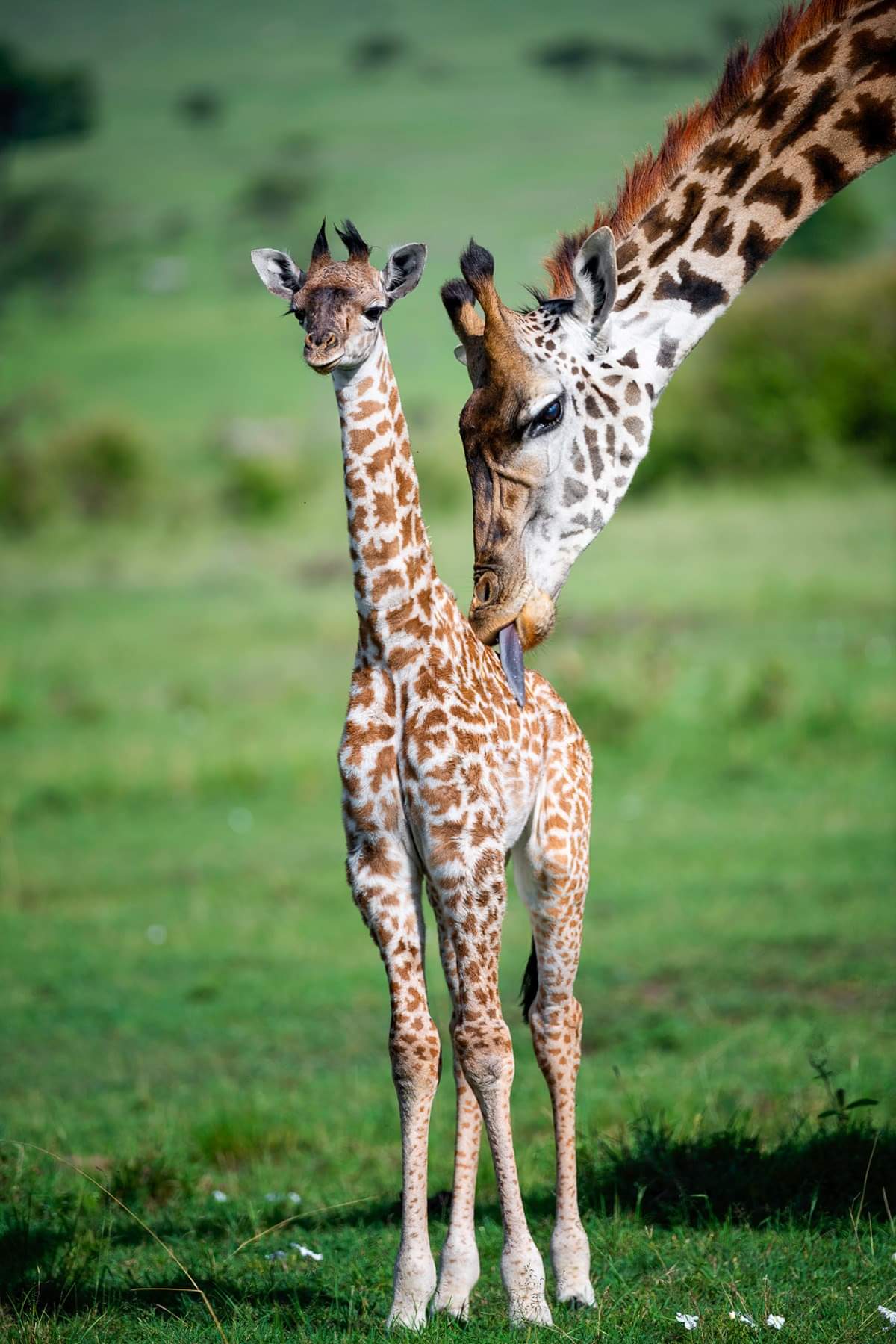 A giraffe and kid in the grass
