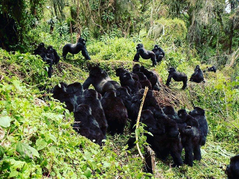 Gorilla Trekking Safari in Bwindi Impenetrable Forest