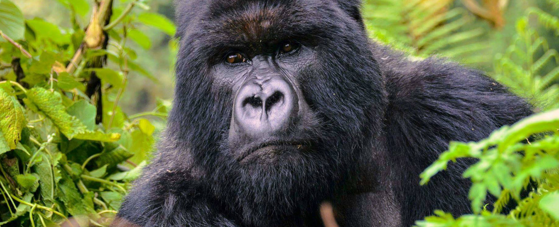 Gorilla Trekking Safari in Bwindi Impenetrable Forest