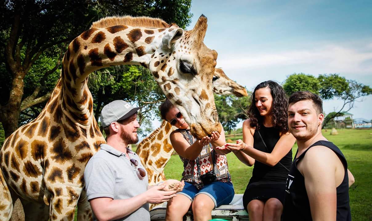 people feeding-girafee