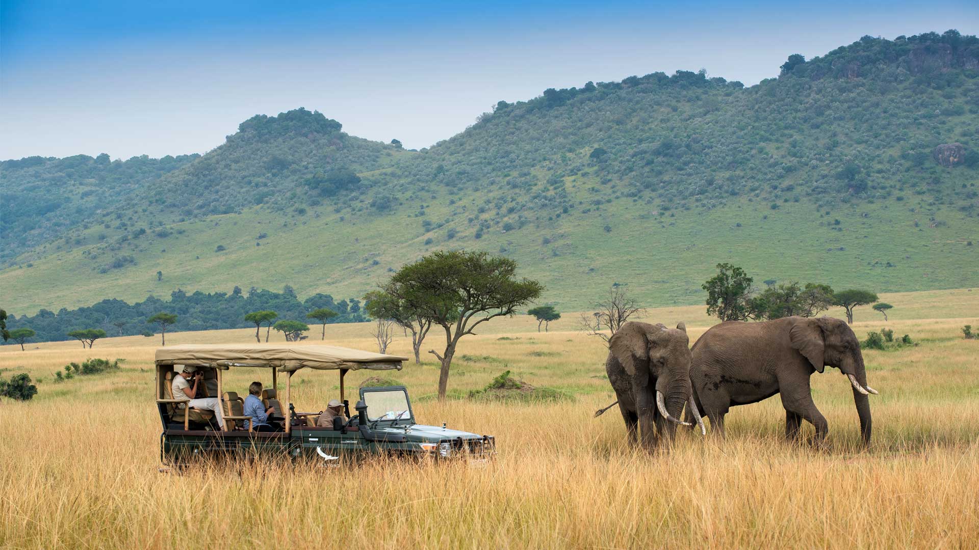 masai maara elephants