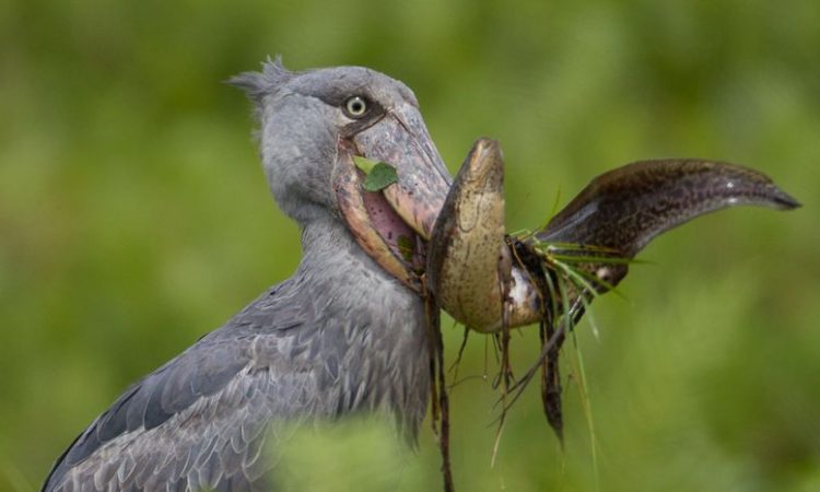 Shoebill One Day Tours