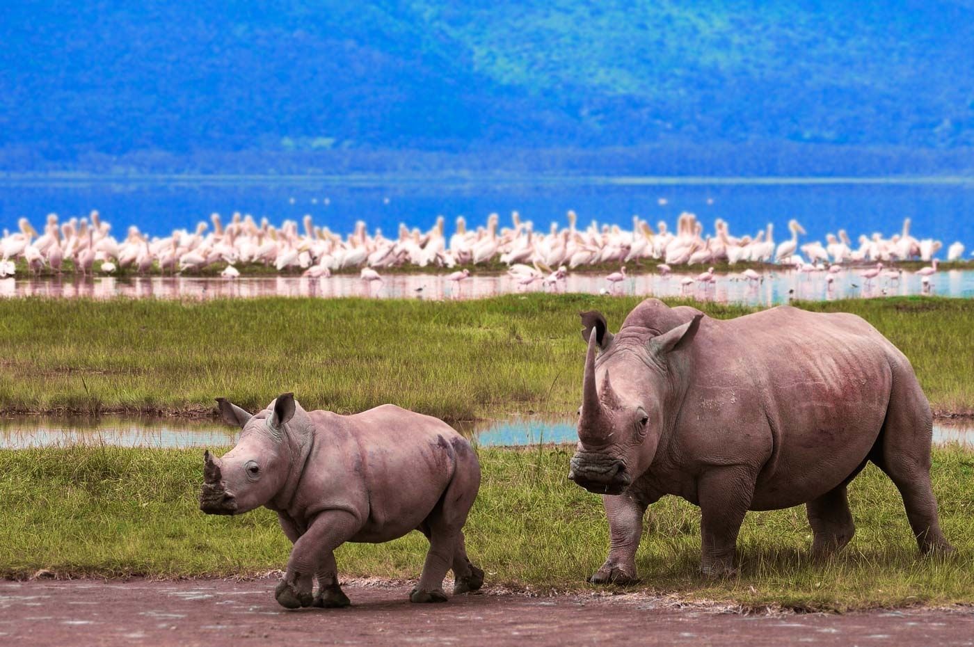 7 Day Luxury Northern Tanzania Safari