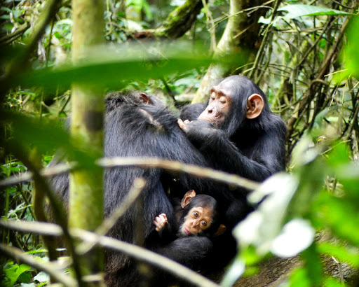 9 Days Uganda Gorilla Trekking & Savanna Wildlife Safari