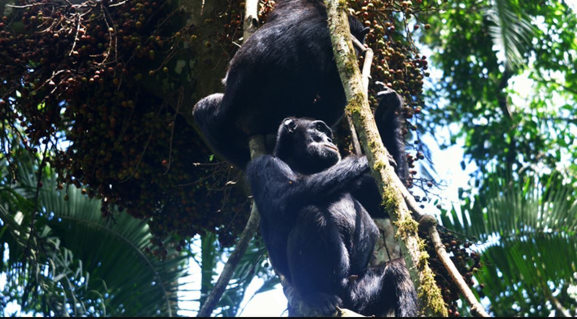 Chimpanzee Tracking & Wildlife Safari