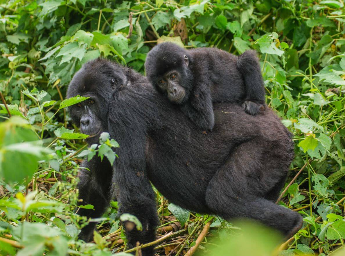 9 Days Uganda Gorilla Trekking & Savanna Wildlife Safari
