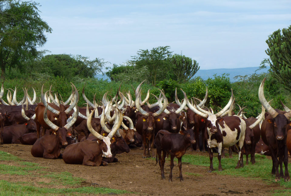 Discover Uganda Safari
