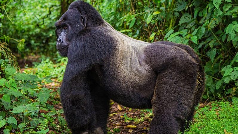 Mgahinga Gorilla National Park silver back