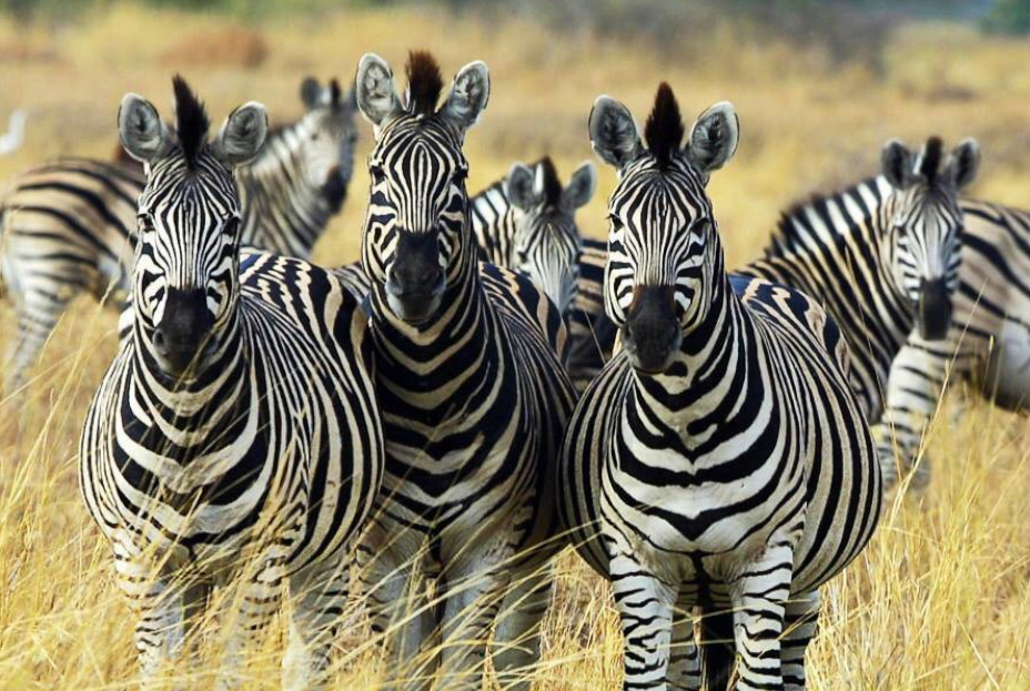 Uganda Wildlife Safaris zebras lake mburo
