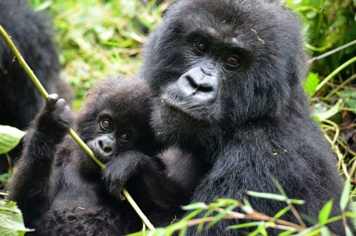 Gorilla and baby in bwindi