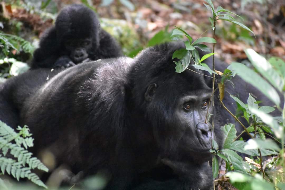 13 Days Classic Uganda Wildlife Safari Adventure