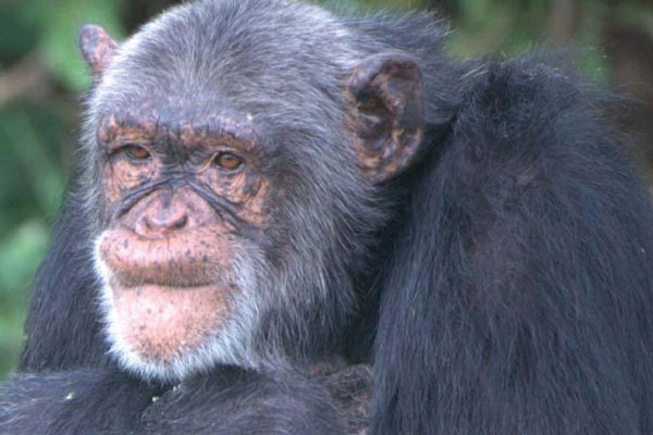 Ngamba Island Chimpanzee Sanctuary