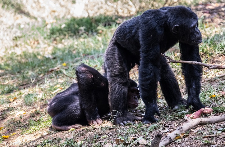 Uganda Wildlife Education Centre (Uwec) Day Tour