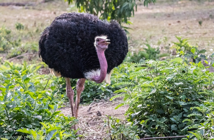 Uganda Wildlife Education Centre (Uwec) Day Tour