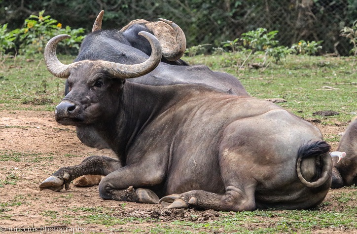 Uganda Wildlife Education Centre (Uwec) Day Tour