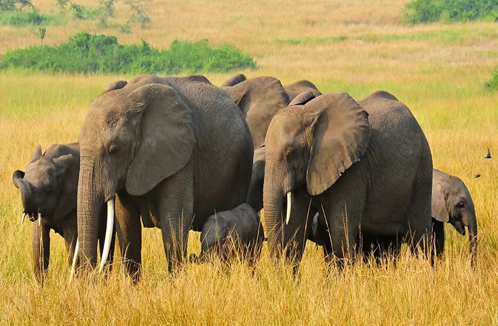 Uganda Wildlife Safaris