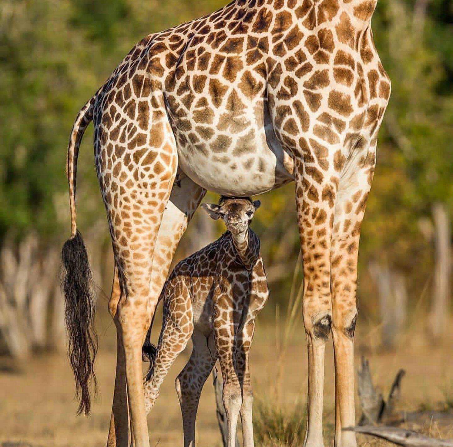 3 Days Kidepo Valley wildlife tour