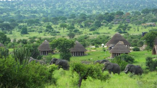 3 Days Murchison falls (The Big Five)
