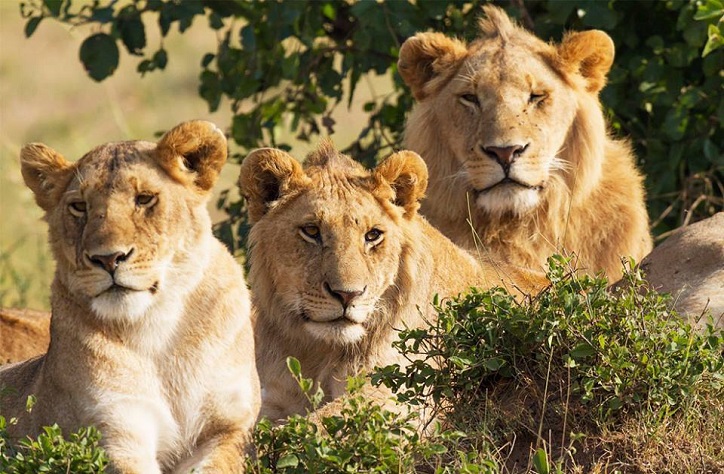 Queen Elizabeth lionesses