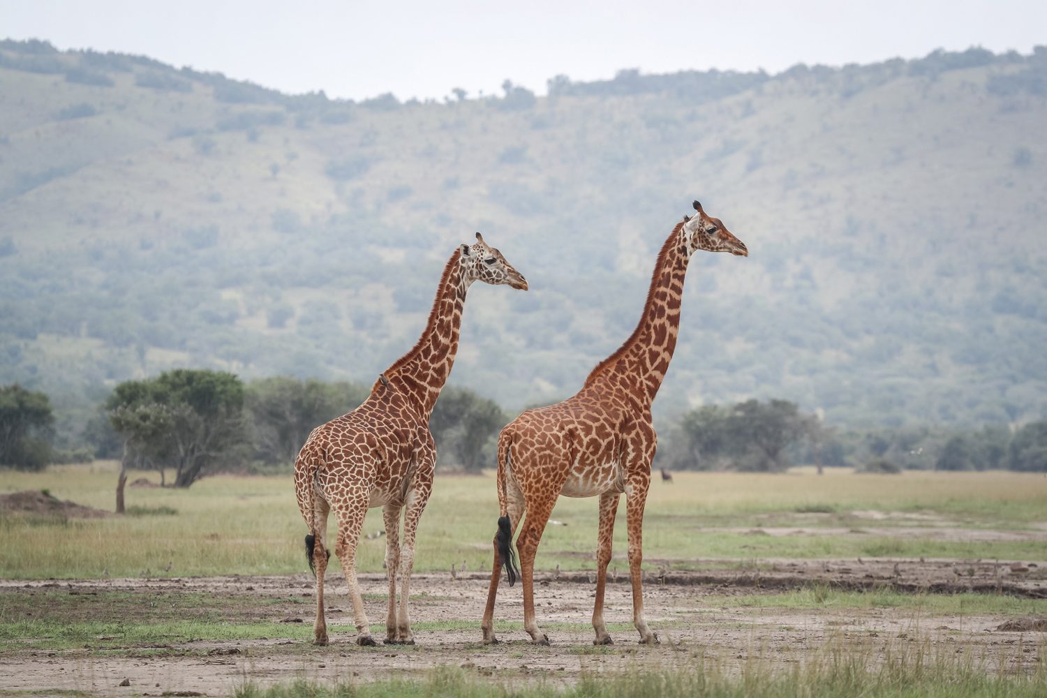 Akagera National Park