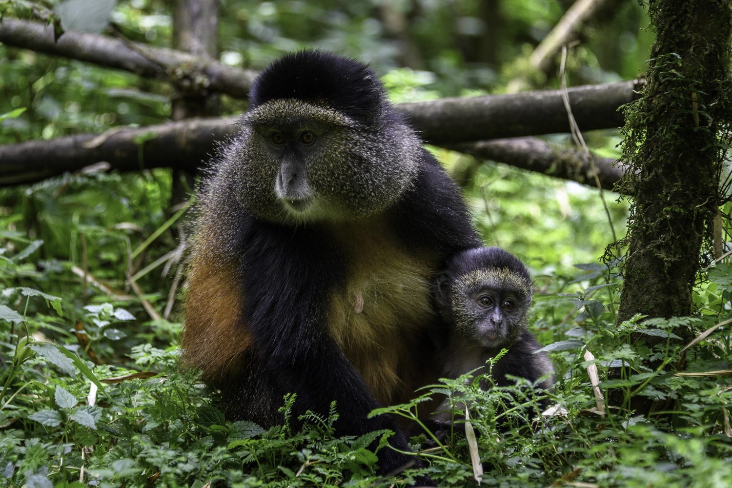 Uganda-Rwanda Primates & Wildlife Safari
