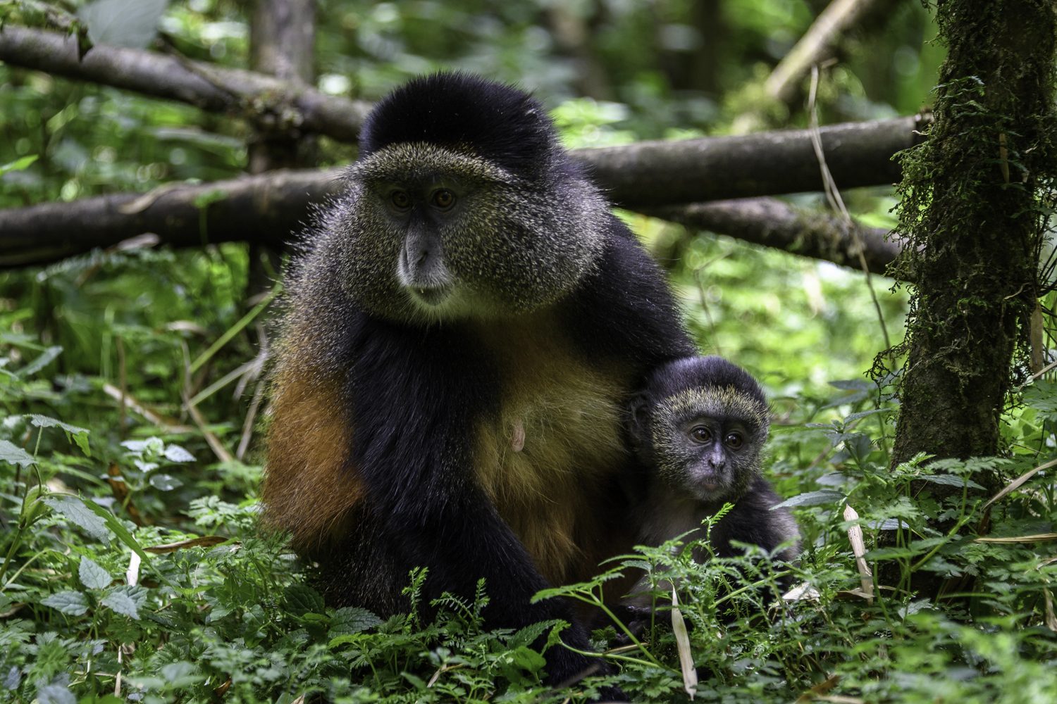 Nyungwe National Park