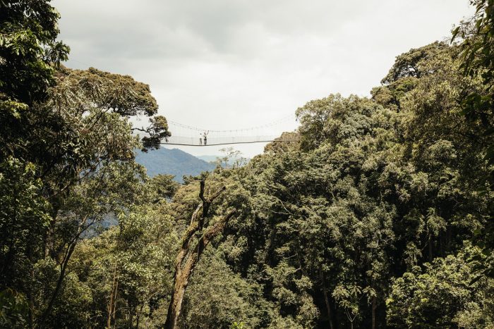 Nyungwe National Park