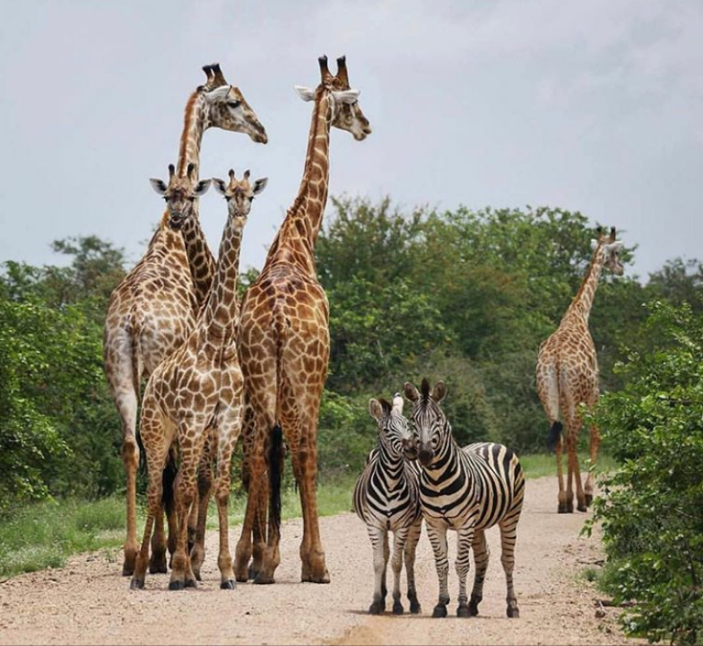 Tanzania Safaris