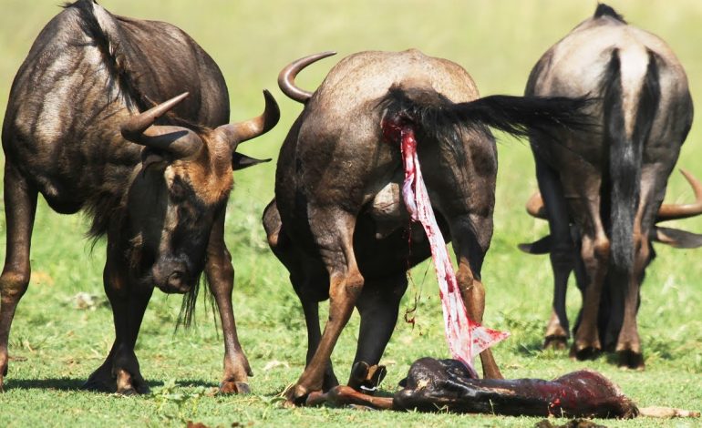 8 Day Calving Season Serengeti