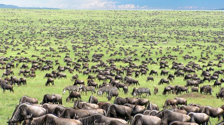 Tanzania Safaris