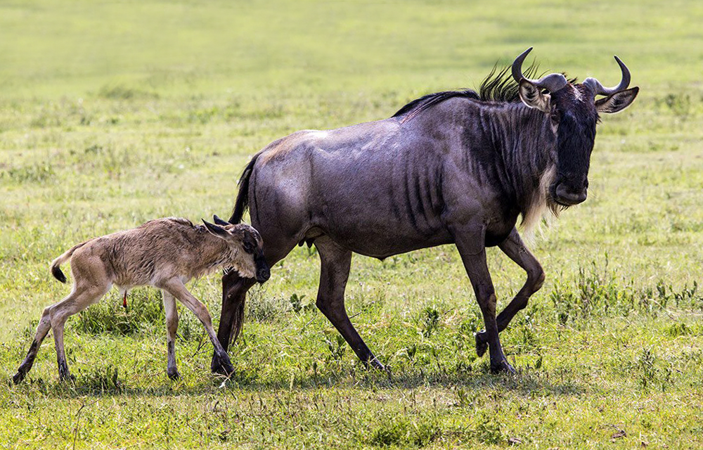 8 Day Calving Season Serengeti