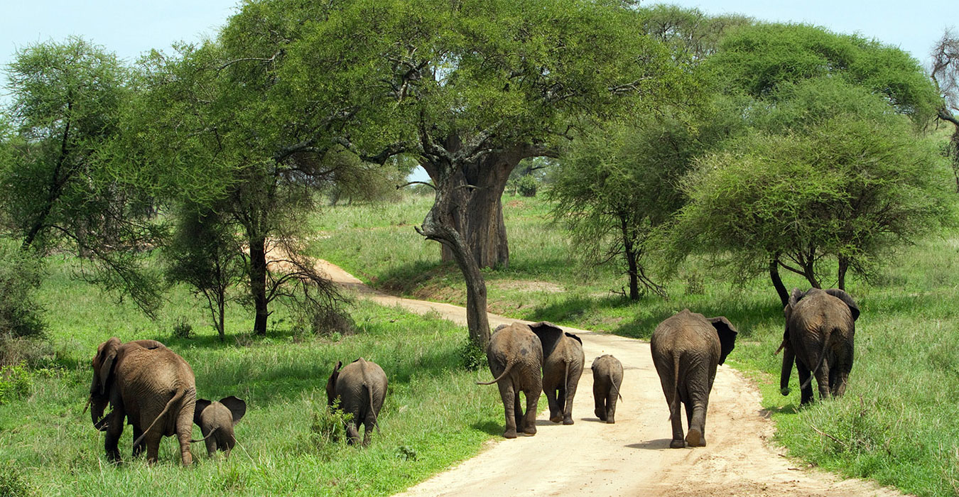 11 Day Serengeti, Ngorongoro & Tarangire