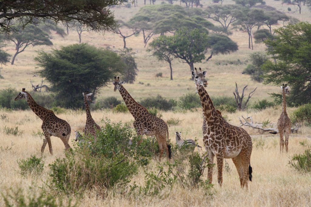 11 Day Serengeti, Ngorongoro & Tarangire