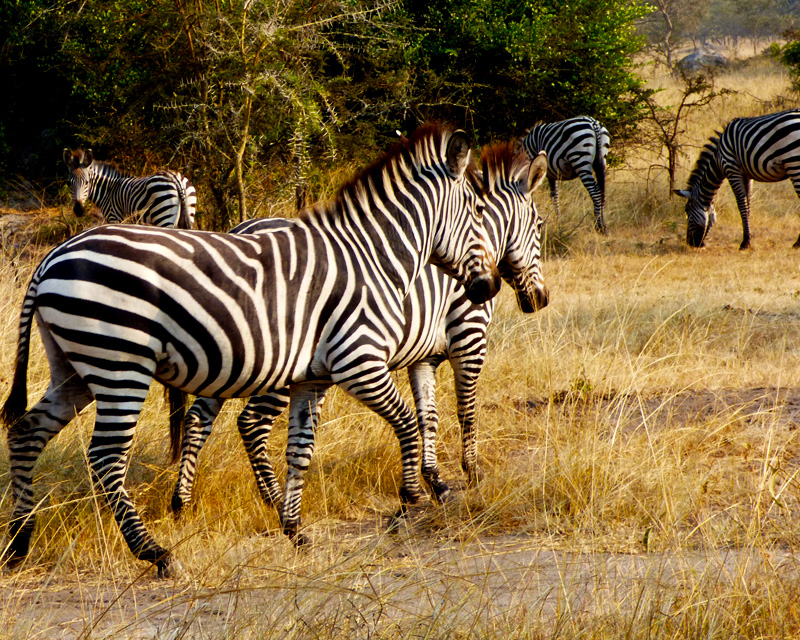 Lake Mburo National Park Safari