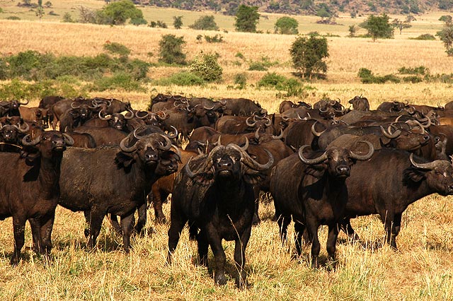 Kidepo Valley National Park