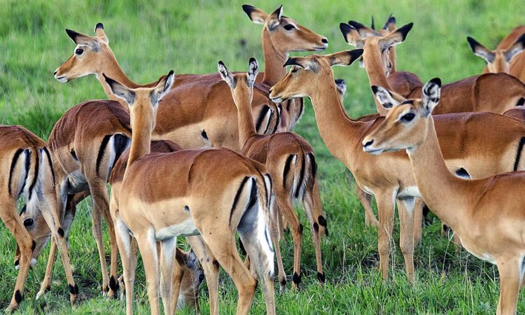 Lake Mburo National Park