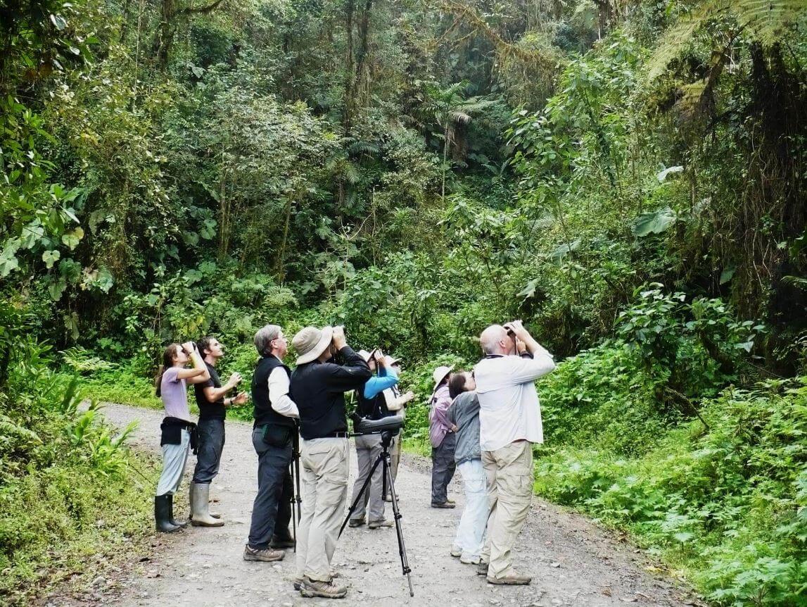 Gorilla Trekking Safari in Bwindi Impenetrable Forest