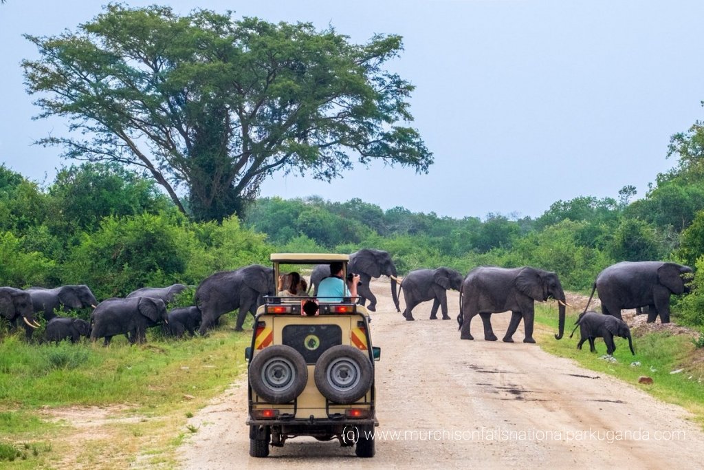 Murchison Falls National Park