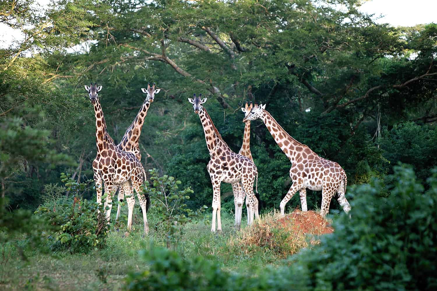 Murchison Falls National Park