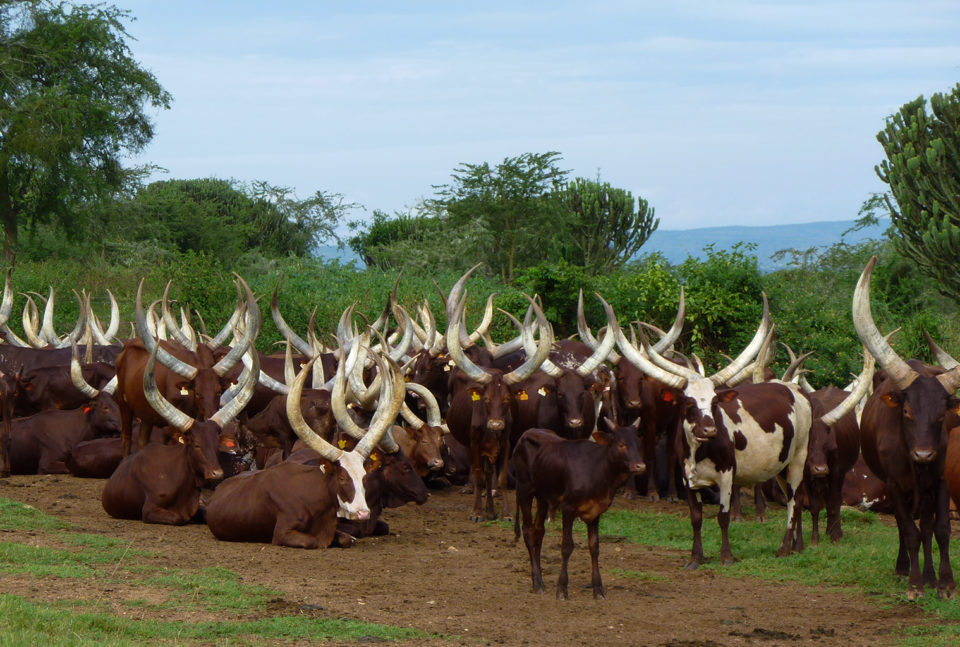 Lake Mburo National Park