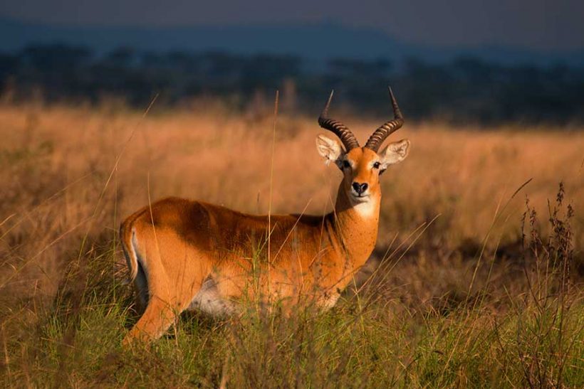 3 Days Murchison falls (The Big Five)